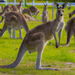 Kangury - mistrzowie skoków spośród australijskich mieszkańców