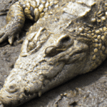 Coccodrillo – fascynujący świat krokodyli: poznaj niezwykłe fakty i ciekawostki