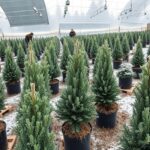 szkółka drzewek iglastych